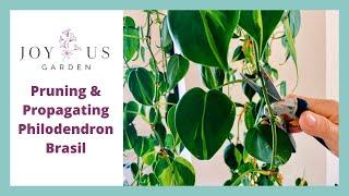 Pruning & Propagating A Philodendron Brasil #Shorts #Philodendron #Houseplants