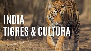 India - Cultura Tigres y Misticismo