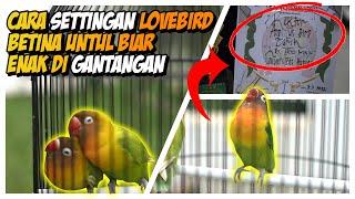 Cara Settingan Lovebird Betina untul biar enak di gantangan