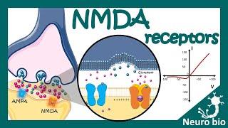 NMDA receptors  How do NMDA receptors work? What happens when you block NMDA receptors? NMDA in LTP