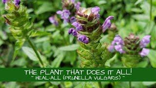 This Plant Really Does It All  Heal-all Prunella vulgaris