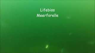 Livebiss Meerforelle ...Unterwasseraufnahme