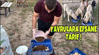 KANGAL VE ANADOLU ÇOBAN KÖPEĞİ YAVRULARI NASIL BESLENİR ? HANGİ MARKA KÖPEK MAMASI KULLANIYORUZ ?