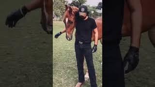 Horse Lover Sh. Lakshay Naruka Jodhpur #marwarihorse #horselover #ytshorts