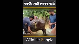 গরুটা সাথে কি হয়েছে #shorts #wildlifebd