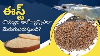 Types Of Yeast Used In Aquaculture