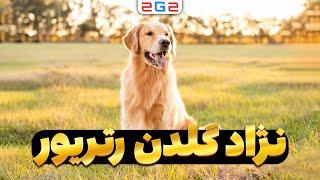 حقایقی درباره نژاد سگ گلدن رتریور