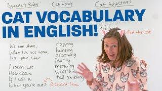 Learn English Vocabulary CATS  