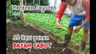 CARA MENANAM BAYAM CABUT DI RUMAH