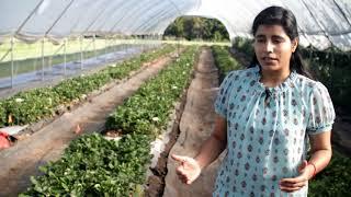 Yield Quality and Economics of High Tunnel Strawberries