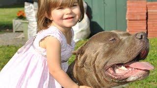 Pitbulls and kids