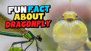 Fun Facts about Dragonflies You Have To See