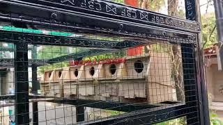 Sangkar Kandang Ternak Koloni Aviary Burung Lovebird Jumbo Besar Free Glodok 6pcs