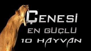 Çenesi En Güçlü 10 Hayvan