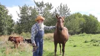 Old MacDonald Had a Farm in English Real Animals