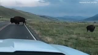 Moment angry bison hurls rival through air as animals clash in the middle of the road at Yellowstone