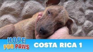 Hope For Paws dog rescue mission in Costa Rica  Please share. #puppy