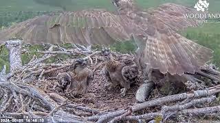 When a second fish arrives Loch Arkaig Osprey chick1 wont be prevented getting some 21 Jun 2024