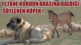 11 TANE KURDUN ARASINA DALDIĞI İDDA EDİLEN ÇOBAN KÖPEĞİ  ANADOLU ÇOBAN KÖPEKLERİ VE KANGAL MALEZİ