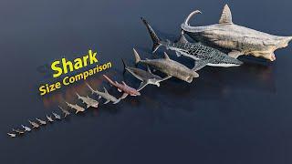 Shark size comparison  3D Animation