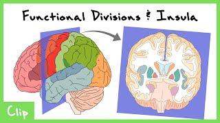 Functional Units Of The Brain Explained Insula Sensory Motor & Association Cortices  Clip