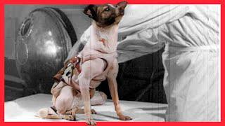 Laika the Astronaut Dog Sad Reality of Early Space Exploration