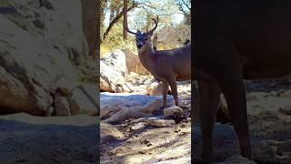 The Majestic Coues Deer #animalshorts #trailcamera #naturelovers #deer #wildlife