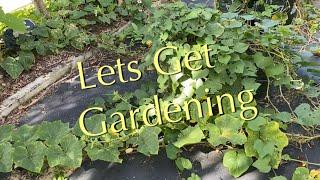 Lets Get Gardening - Garden Walkabout