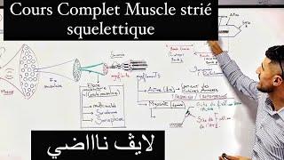 Cours complet Muscle strié squelettique et conversion d’énergie