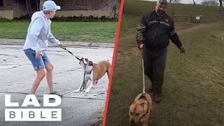 Best Dog Walking Fails On The Internet    LADbible