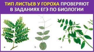 8. Тип листьев у гороха проверяют в заданиях ЕГЭ по биологии