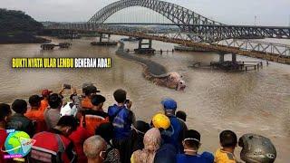 Bukti Nyata Ular Lembu Sungai Mahakam Masih Hidup  Lilitannya Hancurkan Satu Rumah Warga...