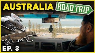 The Wild Animals - Australia Road Trip  EP. 3