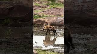 Mrs Hyena Brings Her Pups To The Waterhole  #animals #safari #nature #wildlife #amazing