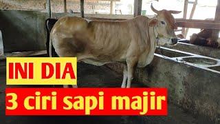 ciri ciri sapi betina majir  tidak produktif