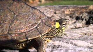 Southern Ouachita Map Turtle Graptemys ouachitensis