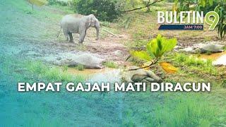 Ibu & Tiga Ekor Anak Gajah Dipercayai Mati Diracun