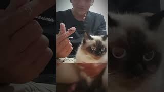 #shortvideo #shorts #kucinglucu #cat #himalayancat