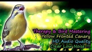 Yellow Fronted Canary Or Green Singing Finch Song Serinus mozambicus for Therapy & Bird Mastering