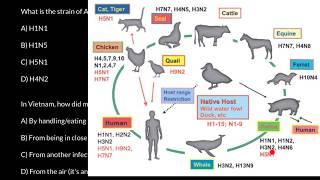 Avian flu Bird flu exam questions