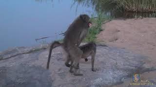 Love is in the air mating time for the Chacma Baboon