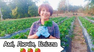 Брілла Амі і Лючія на черзі. Касета на грядці - маленька перемога над вітром.