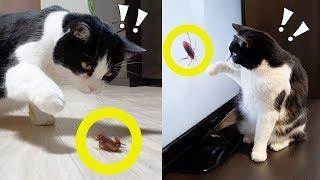 How to get rid of cockroaches? Call the cat