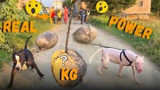 Pitbull Dog Power Test . Pitbull vs Dogo Power competition #ritikdogkennel #dogpower #pitbullvsdogo