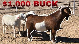 My first $1000 Boer Buck EXPENSIVE