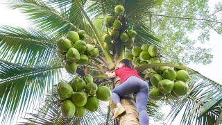 Harvesting Coconut Goes To Market Sell - Take Care Ducks And Chickens  Phuong Free Bushcraft