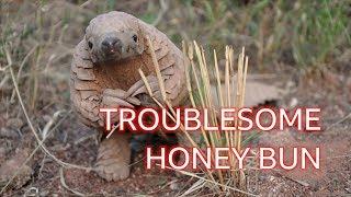 Honey Bun the pangolin The naughty dinosaur youve never heard of - BBC