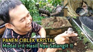 Sukses Ternak Ciblek kristal Dalam Kandang Aviary Mini 