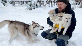 Adult Husky Teaches Tiny Puppies Snow Games