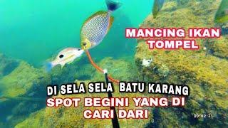 Mancing Ikan Tompel di Laut yang ada batu karangnya. Umpan Udang Hidup. MANTAP ANTI BONCOS